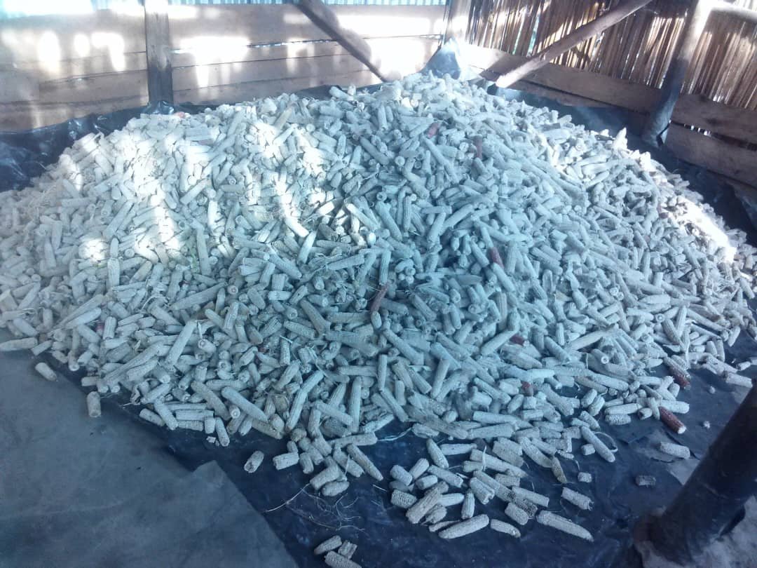 A collection of maize cobs and agricultural residues